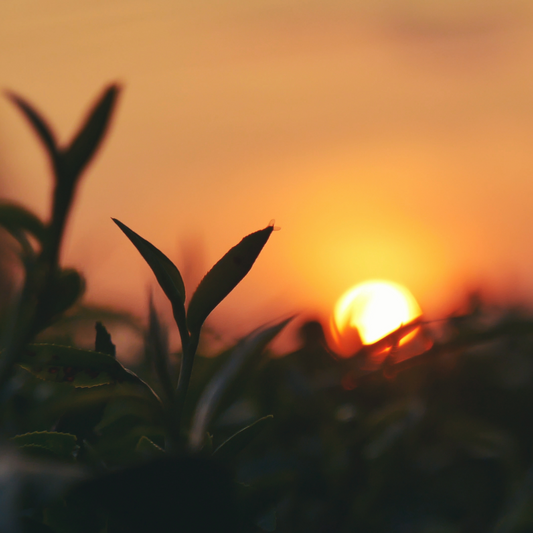 The Sacred Rhythm of Living